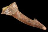 Fossil Sawfish (Onchopristis) Rostral Barb- Morocco #106462-1